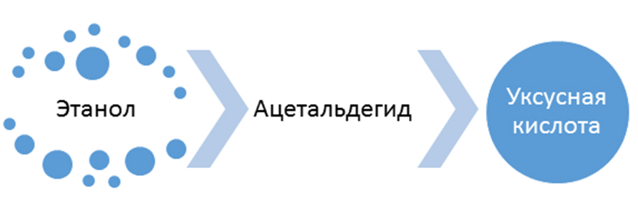 Метаболизация спирта в организме