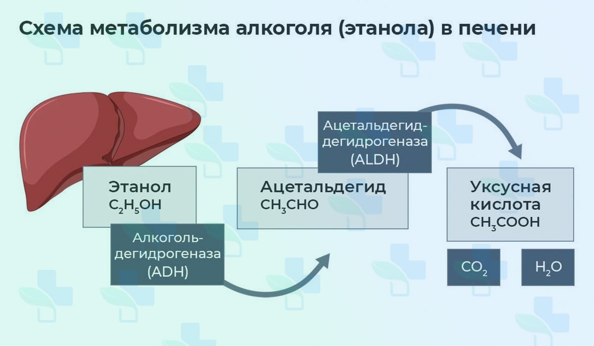 Схема метаболизма алкоголя